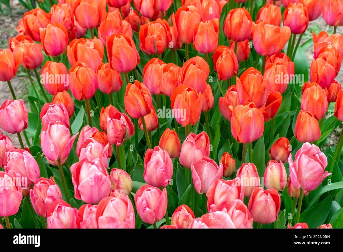 Fiori di tulipani rossi e rosa con foglie verdi che fioriscono in un prato, parco, all'aperto. Giornata mondiale dei tulipani. Campo tulipani, natura, primavera, sfondo floreale. Foto Stock