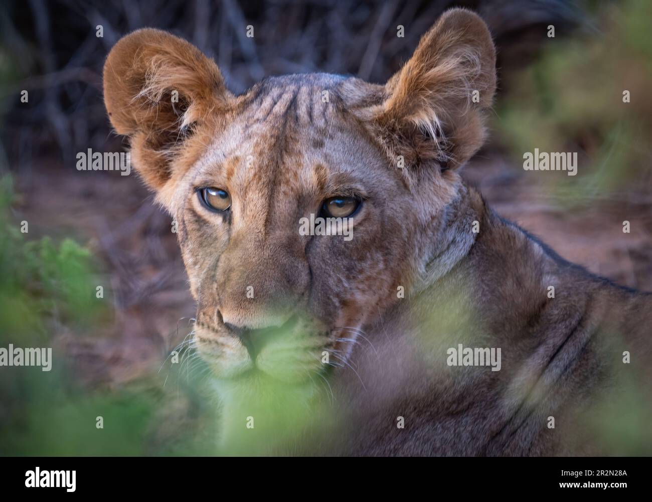 Lioness che si posa a terra, fissando verso la fotocamera Samburu National Reserve, Kenya, Africa orientale Foto Stock