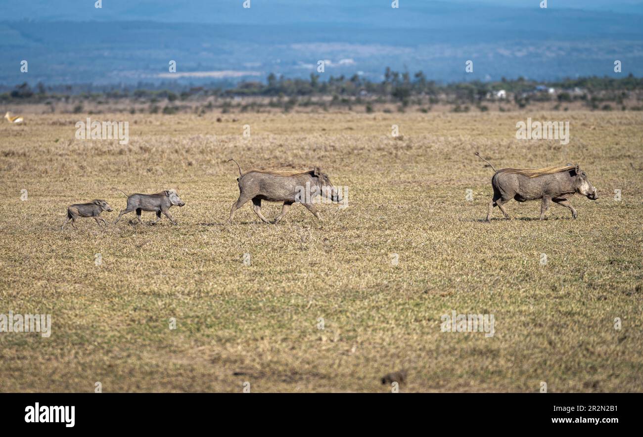 Famiglia di warthog (Phacochoerus africanus) che si intrecciò attraverso il paesaggio nella riserva nazionale di Samburu, Kenya Foto Stock
