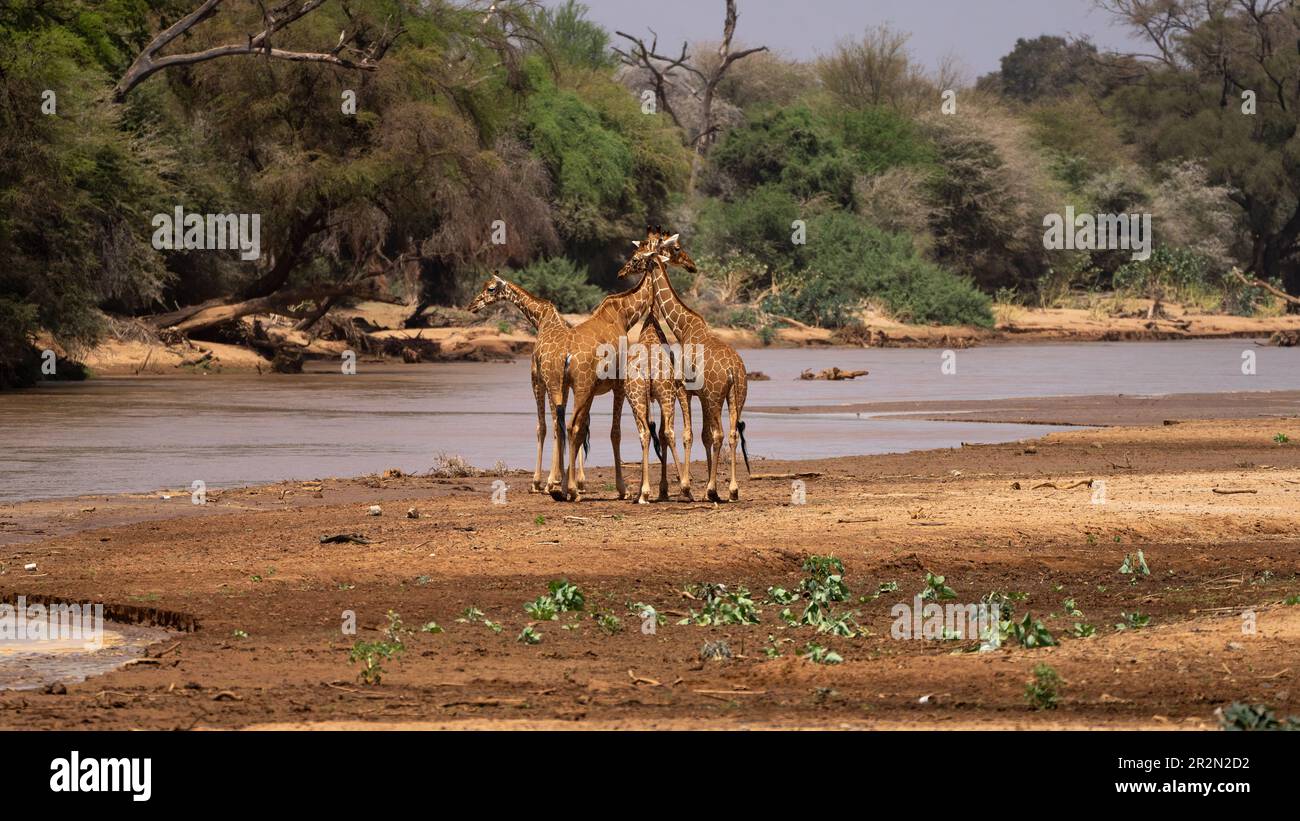 Gruppo di giraffe reticolari vicino al fiume Ewaso ng'iro nella riserva nazionale di Samburu, Kenya, Africa orientale Foto Stock