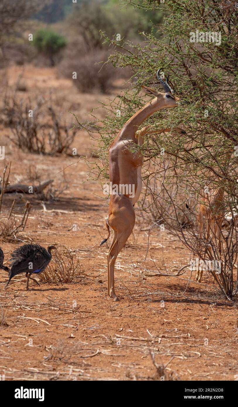 Gerenuk si nuota da un cespuglio in piedi, Samburu National Reserve, Kenya, Africa orientale Foto Stock