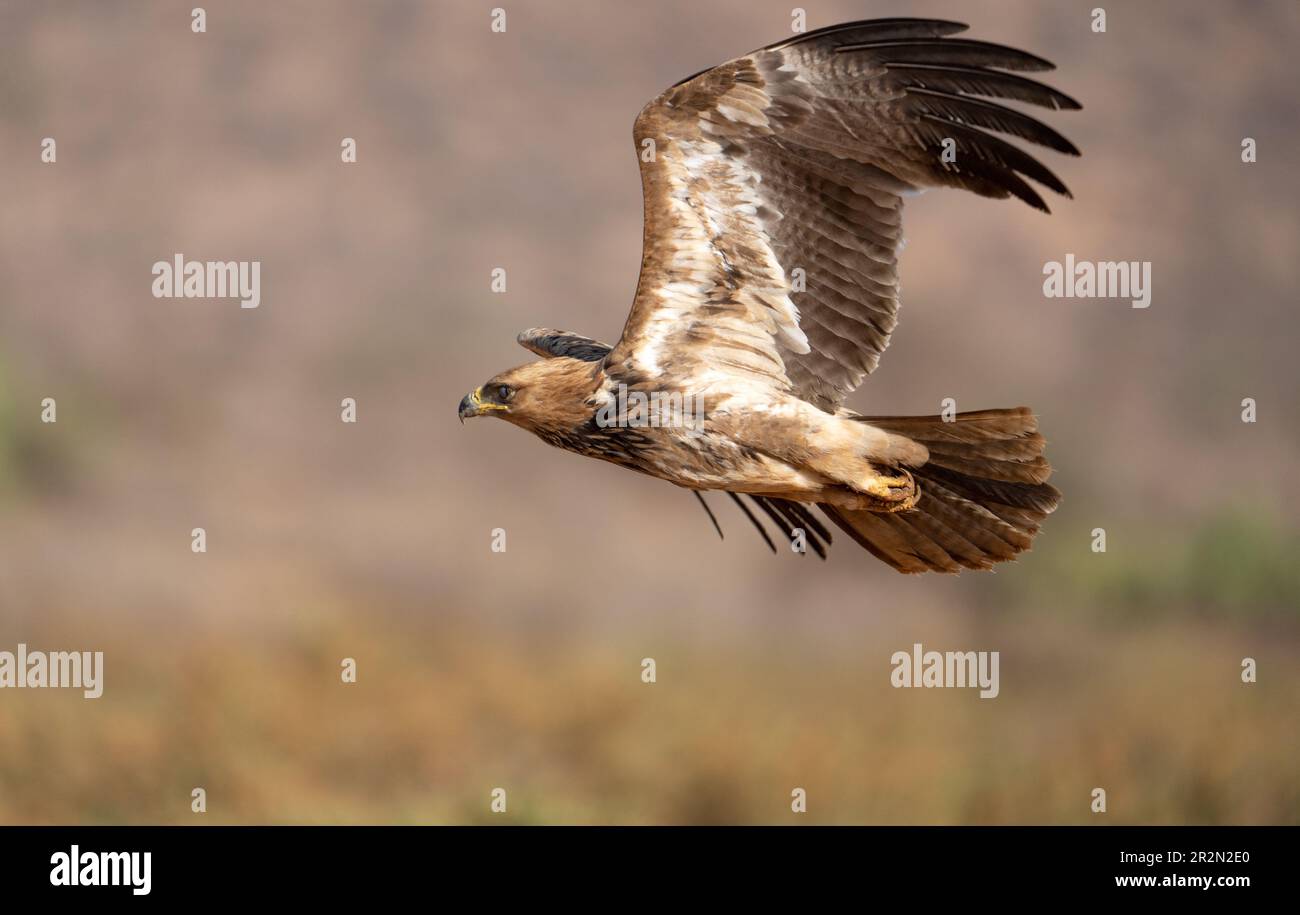 Tawny aquila in volo con le ali in posizione sollevata, Samburu National Reserve, Kenya, Africa orientale Foto Stock