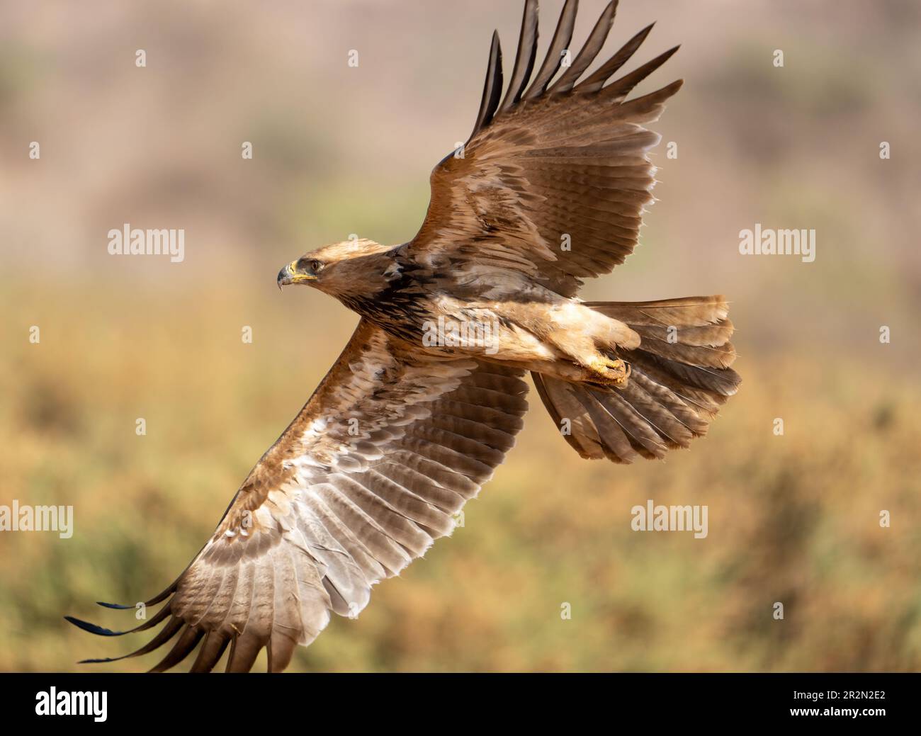 Aquila bruna in volo in avvicinamento alla preda, Samburu National Reserve, Kenya, Africa orientale Foto Stock