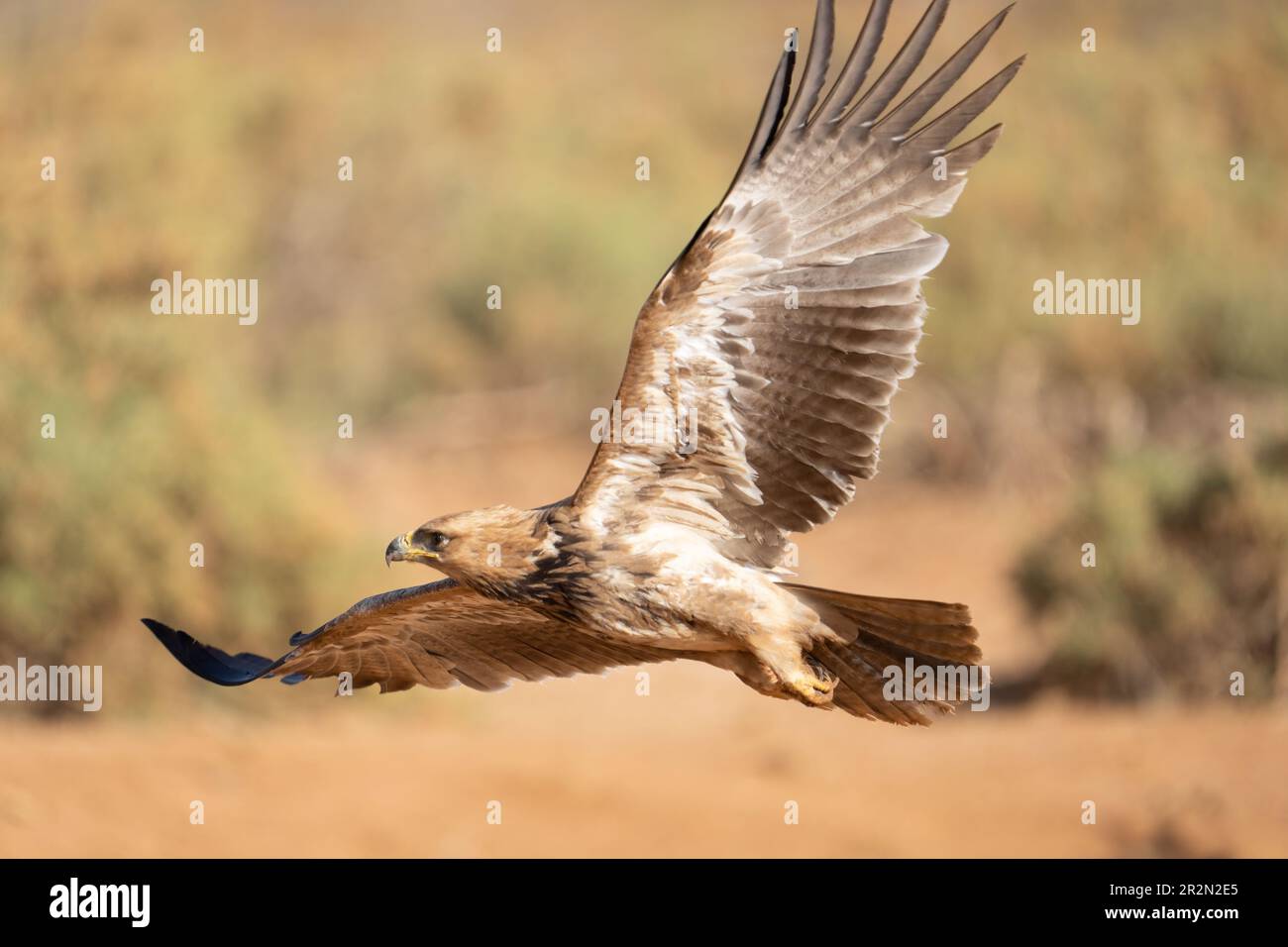 Tawny aquila in volo completo, ali estese, Samburu National Reserve, Kenya, Africa orientale Foto Stock