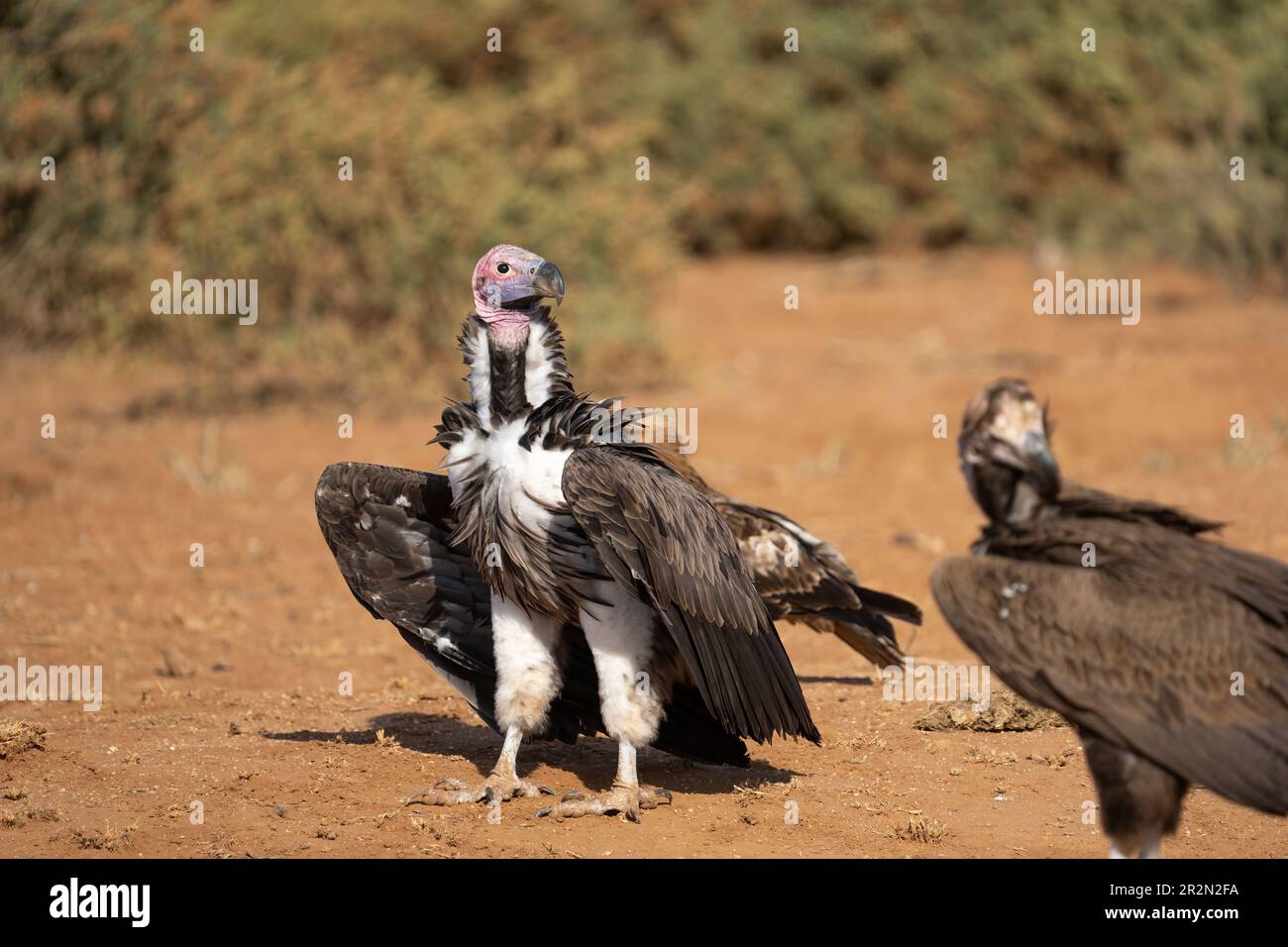 Il avvoltoio di faccia del lapet (Torgos tracheliotos) che attende la sua occasione su una carcassa recente. Samburu National Reserve, Kenya, Africa orientale Foto Stock