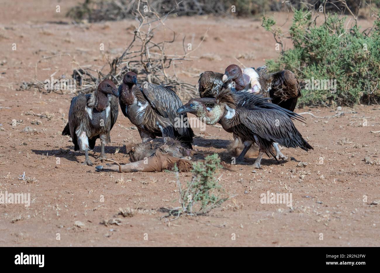 Avvoltoi di faccia di lapet (Torgos tracheliotos) che combattono sopra una carcassa nella riserva nazionale di Samburu, Kenia, Africa orientale Foto Stock