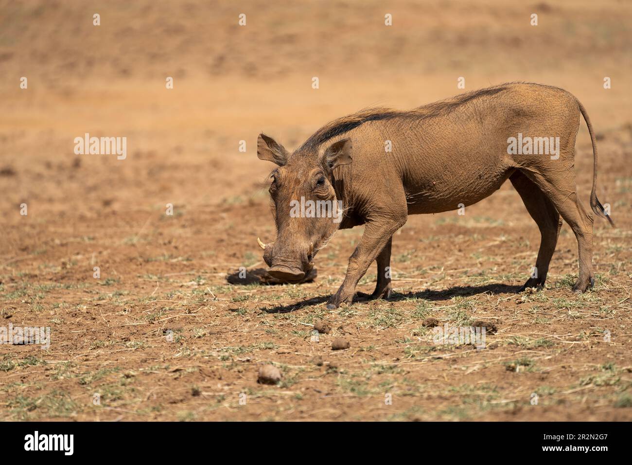 Profilo di Warthog (Phacochoerus Africans) nella Riserva Nazionale di Samburu Foto Stock