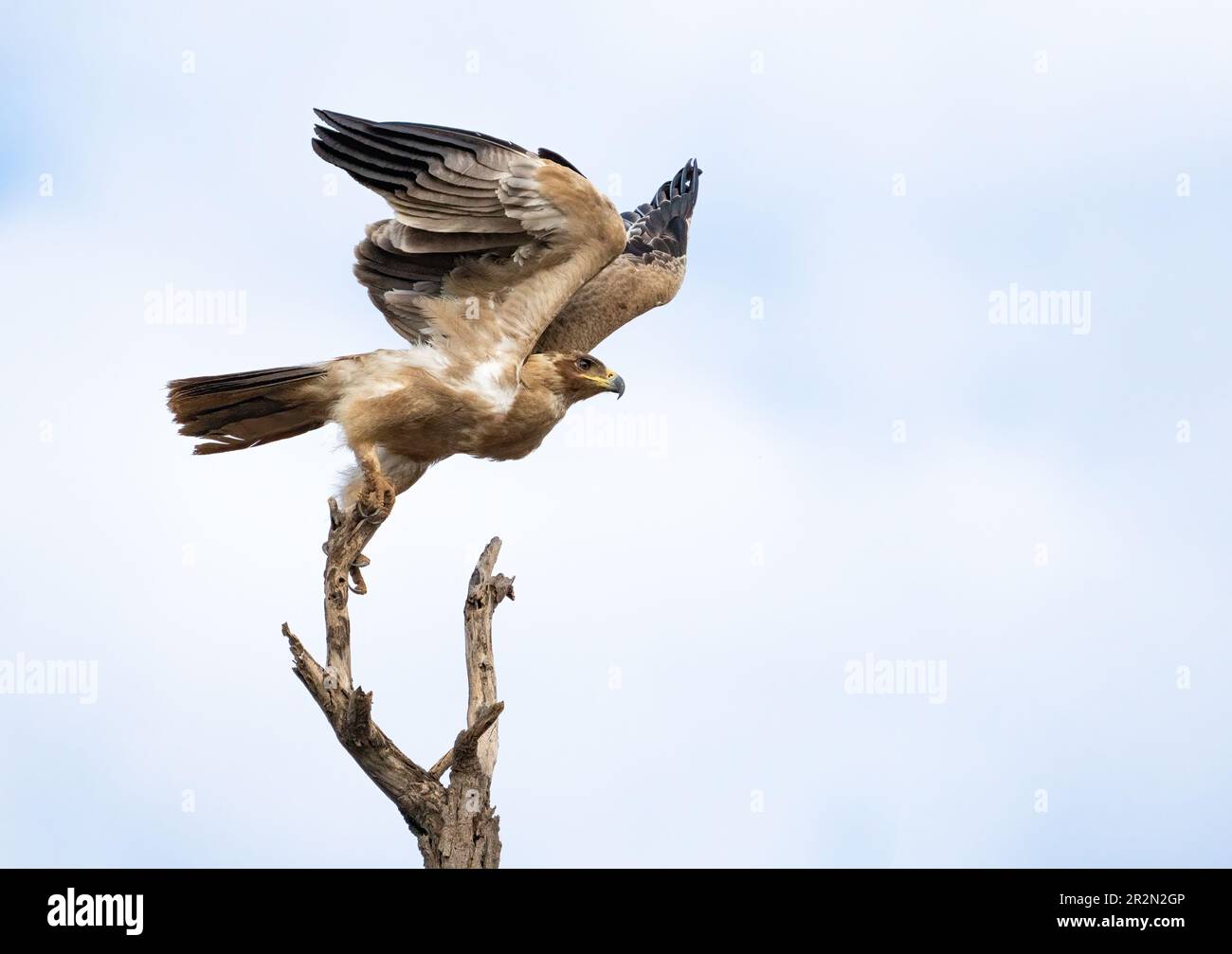 L'aquila bruna lascia il suo persico nella riserva nazionale di Samburu, Kenia, Africa orientale Foto Stock