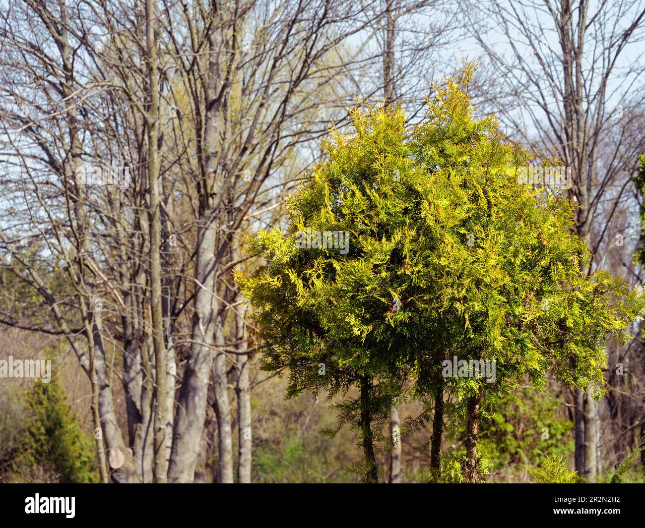 Thuja verde a forma di palla su un alto fusto con parco e cielo sullo sfondo Foto Stock