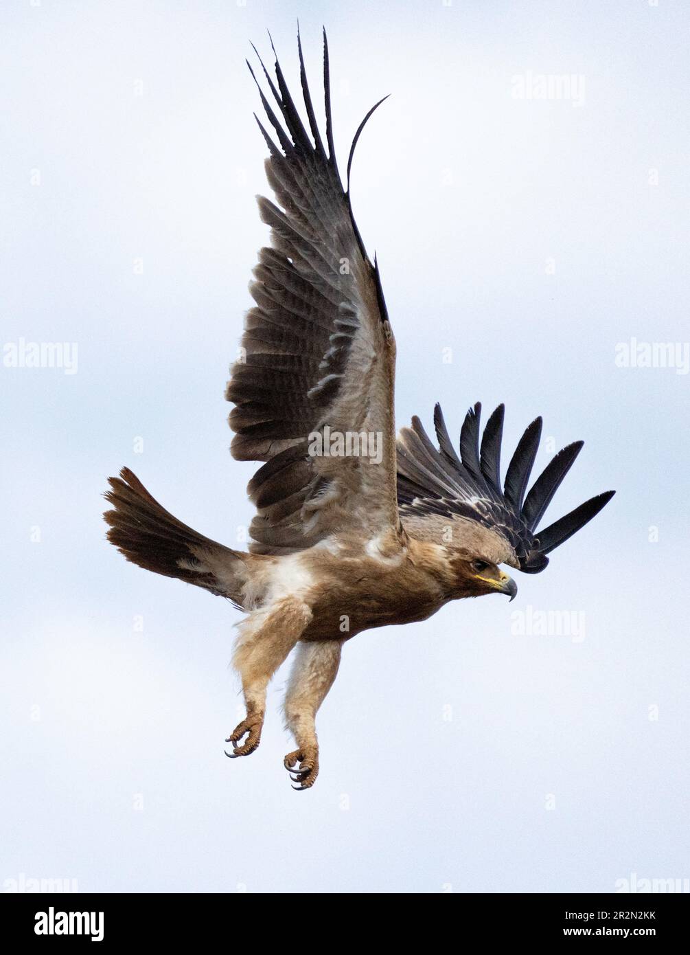 Aquila bruna in volo sul deserto della riserva nazionale di Samburu, Kenya, Africa orientale Foto Stock