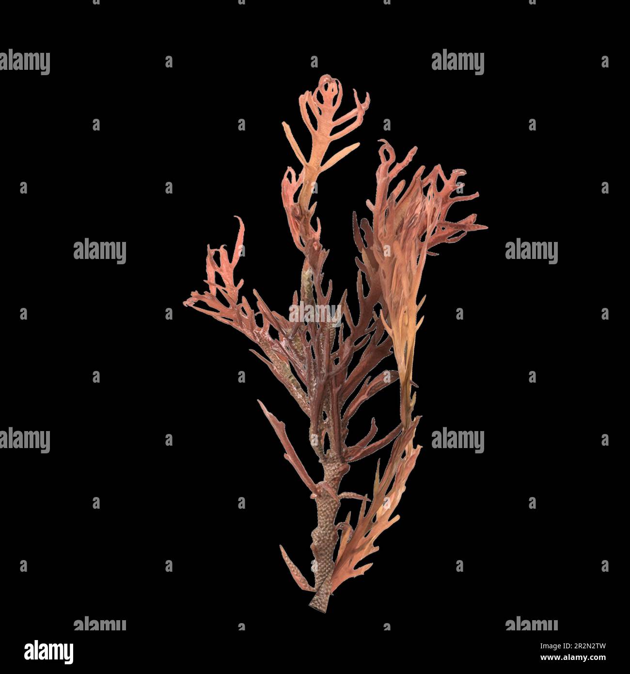 3d illustrazione di alghe di sargassum isolate su sfondo nero Foto Stock