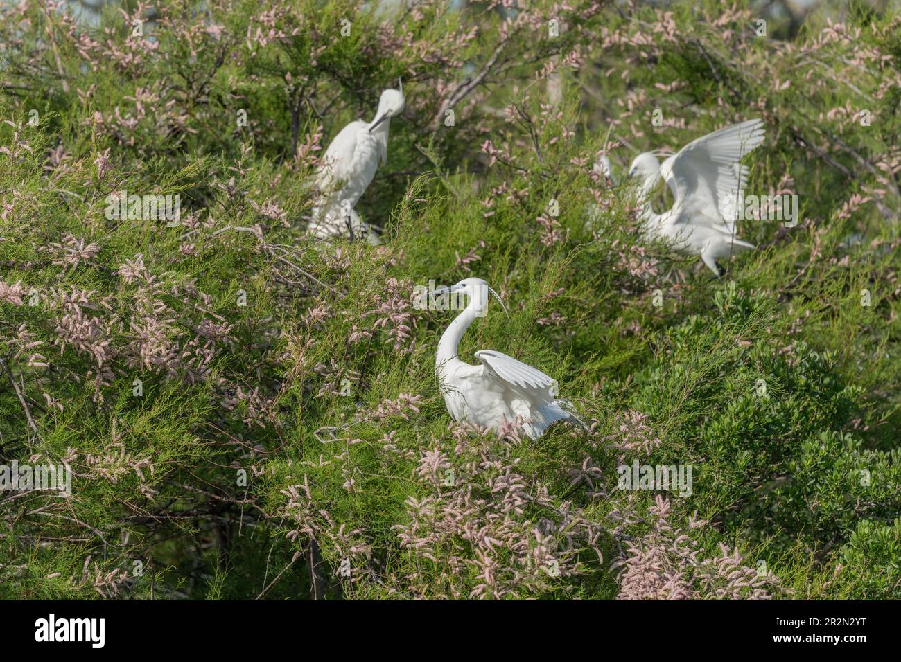 Piccola Egret (garzetta di Egretta) in una colonia nidificante in primavera. Saintes Maries de la Mer, Parc Naturel Regional de Camargue, Arles, Bouches du Rhone, P Foto Stock