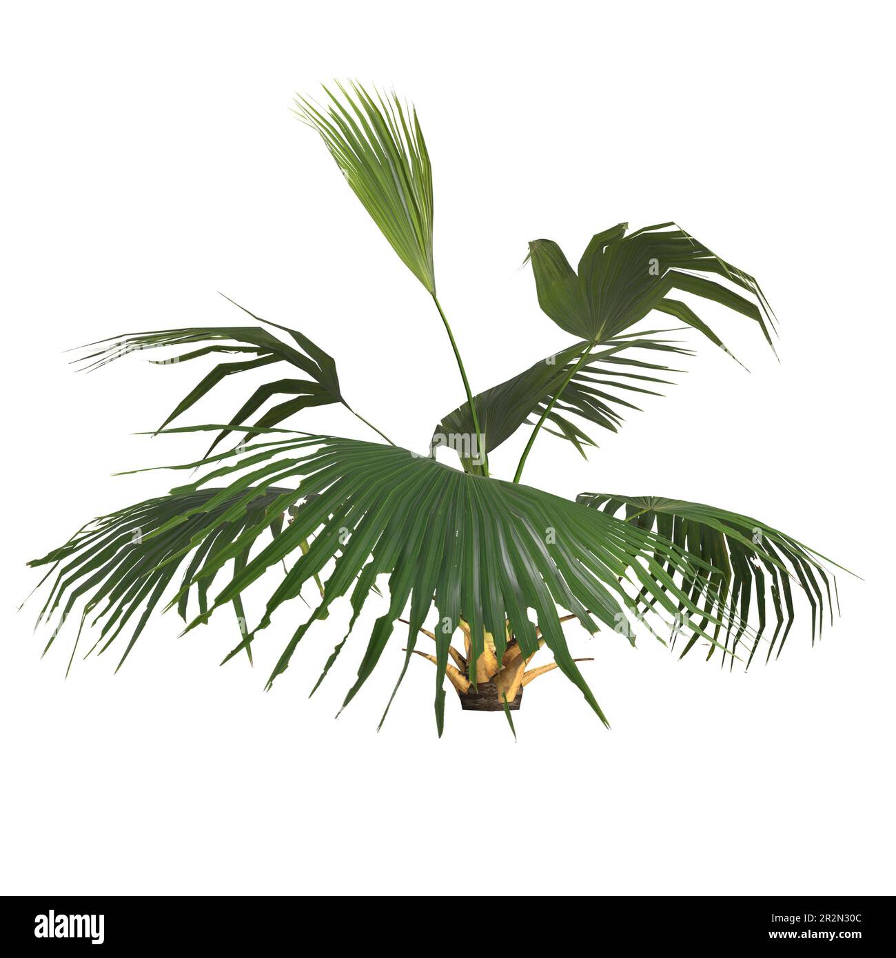 Livistona chinensis | Pianta Unica per Collezionisti