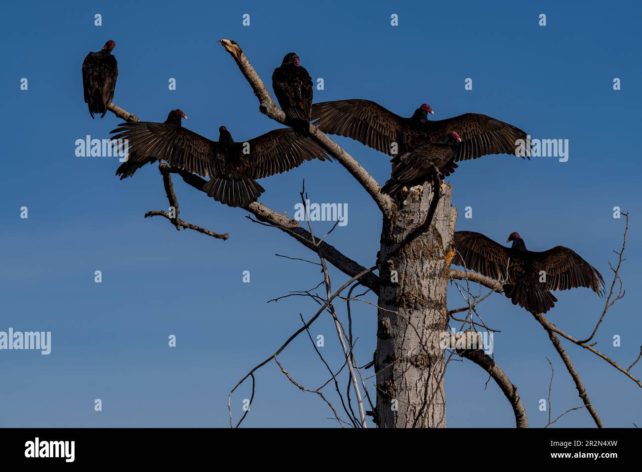 Avvoltoi di tacchino che asciugano le loro ali. Oregon, Ashland Foto Stock