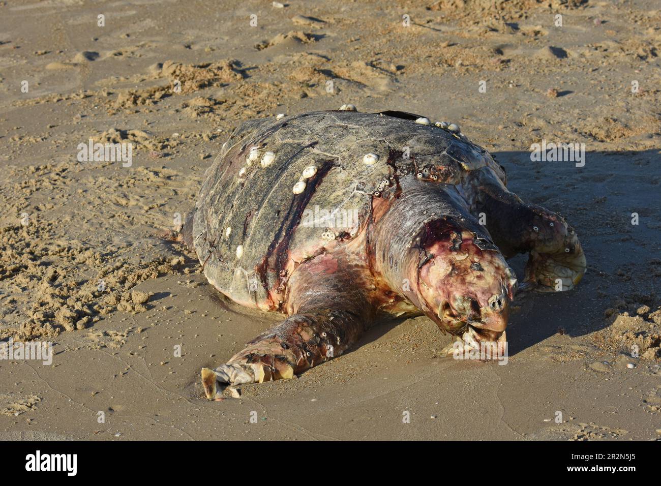 Tartaruga marina, Chelonia mydas, morta sulla riva del mare Foto Stock