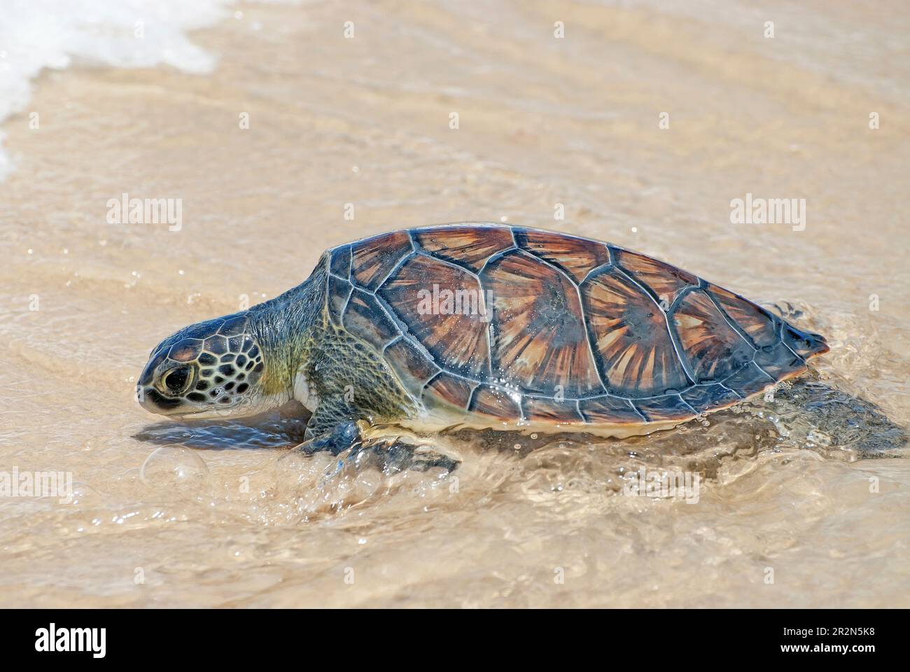 Tartaruga marina, Chelonia mydas, su una spiaggia sabbiosa, ritorno al mare Foto Stock