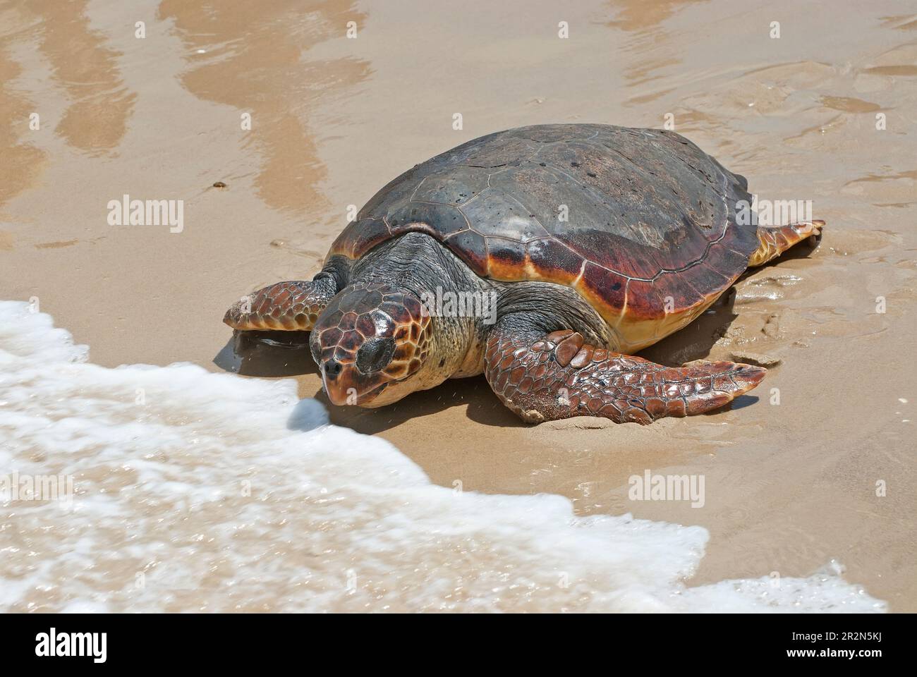 Tartaruga marina, Chelonia mydas, su una spiaggia sabbiosa, ritorno al mare Foto Stock