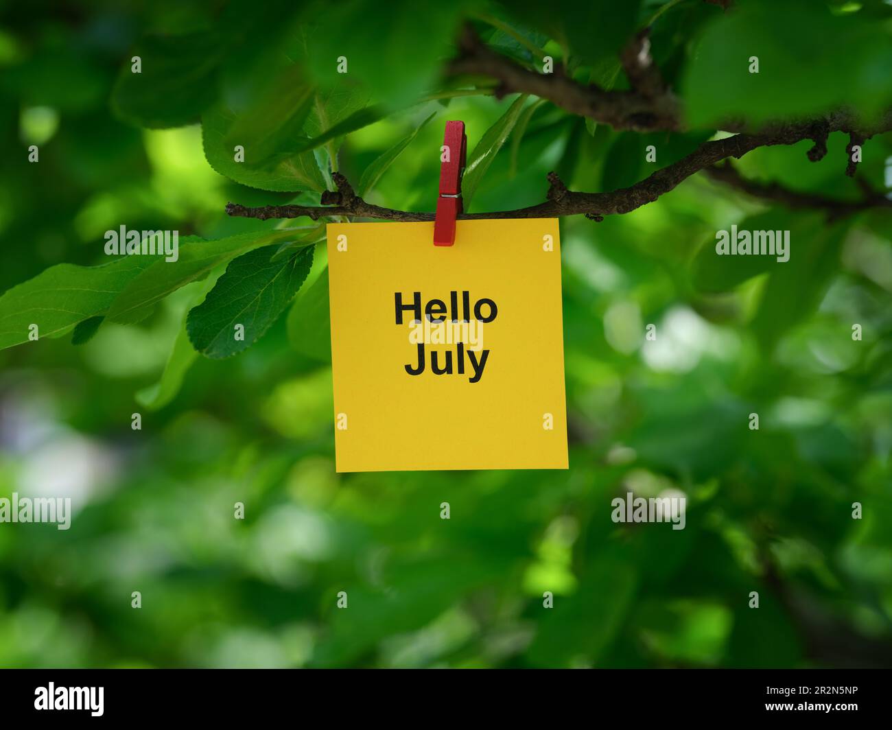 Una nota di carta gialla con le parole Ciao luglio su di essa allegata ad un ramo d'albero con un spilla vestiti. Primo piano. Foto Stock