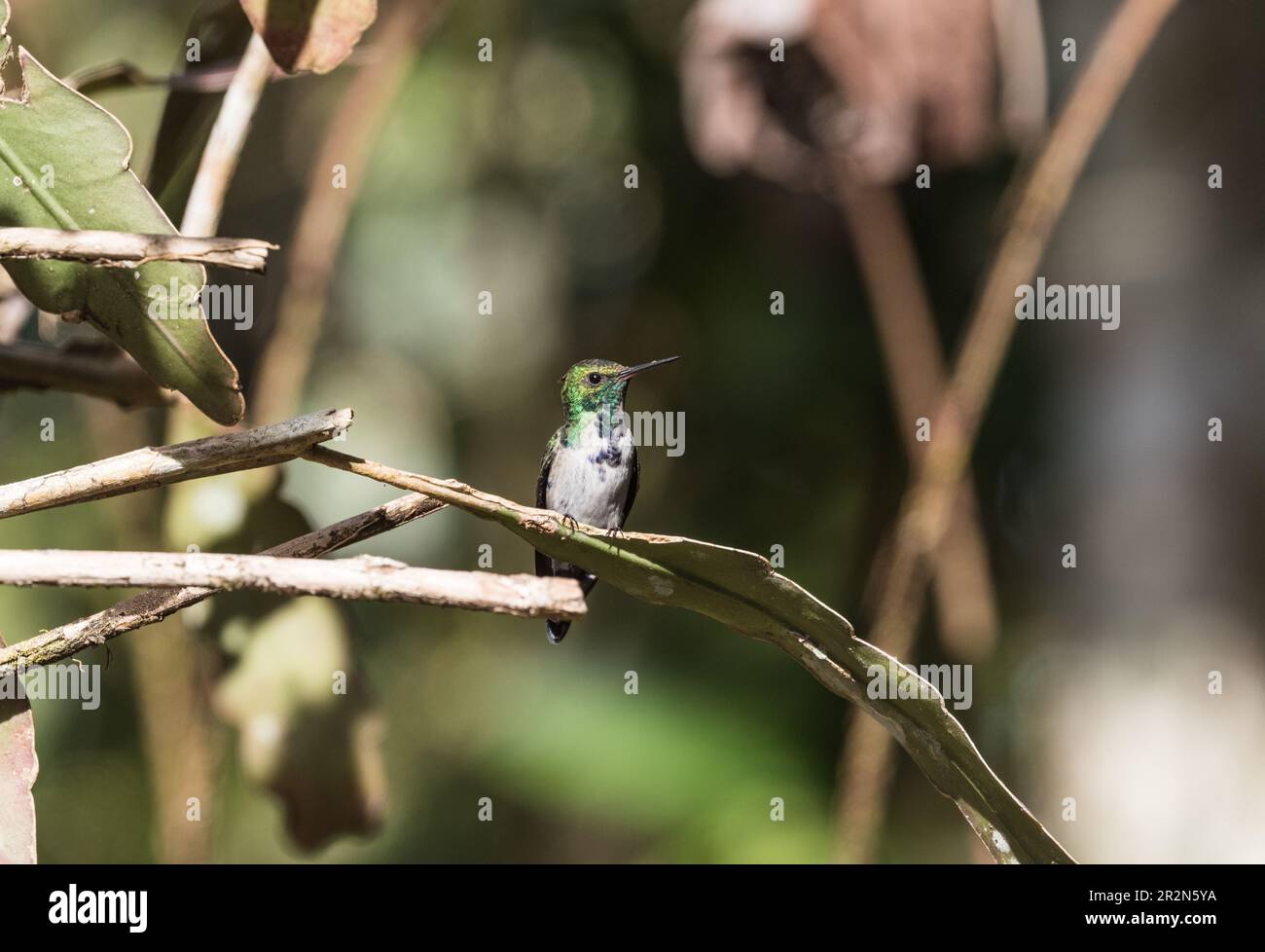 Uccello di Hummingbird (Polyerata amabilis) arroccato a Panama Foto Stock