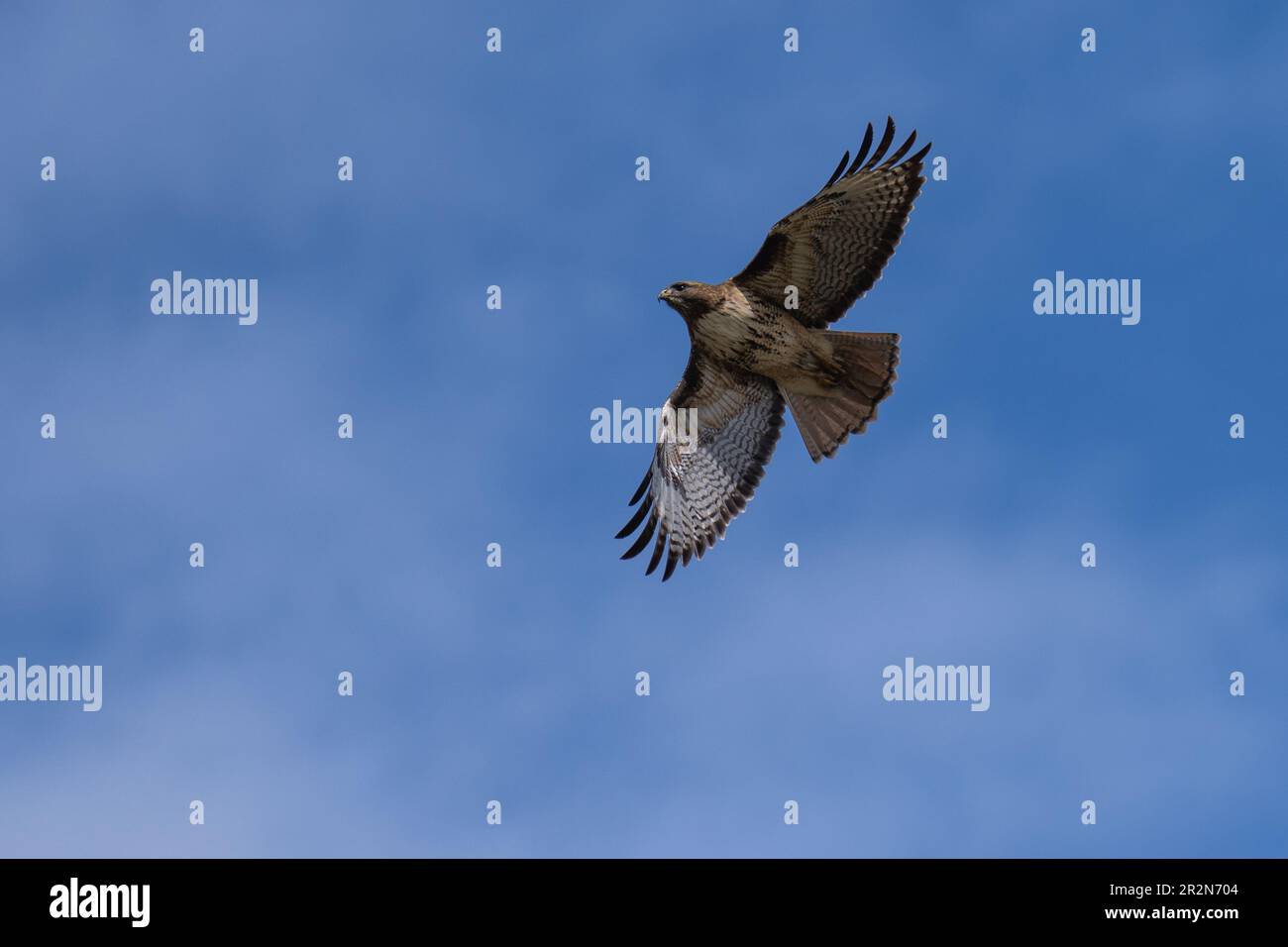 Falco dalla coda rossa che vola in volo. Ashland, Oregon Foto Stock