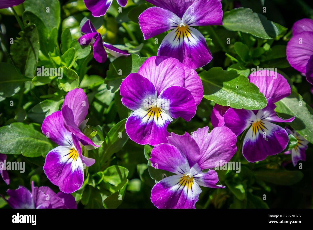 Le pansie viola crescono sotto il sole primaverile Foto Stock