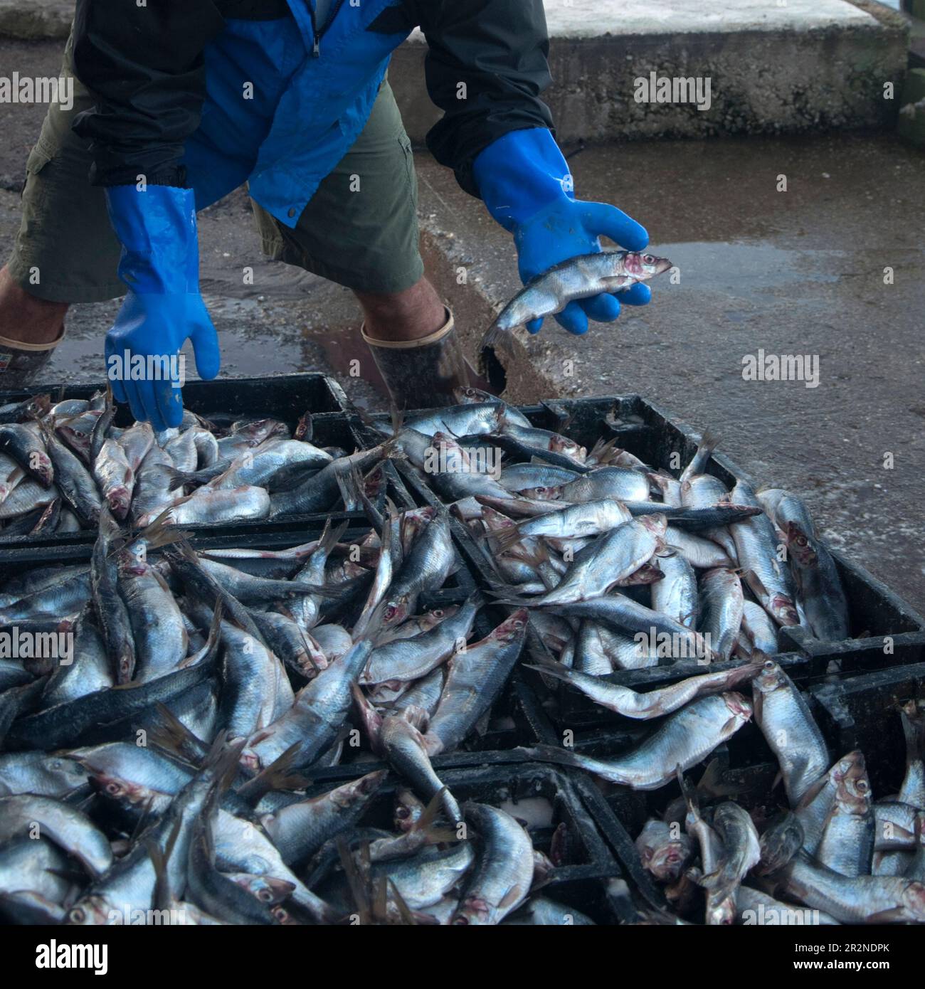 Le mani del pescatore con i guanti blu che tengono il pesce. Rockport, Maine Foto Stock