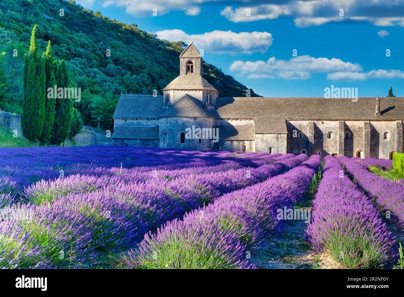 Abbazia cistercense Abbaye Notre-Dame de Senanque, con campo di lavanda, Vaucluse, Provenza-Alpi-Costa Azzurra, Francia Foto Stock