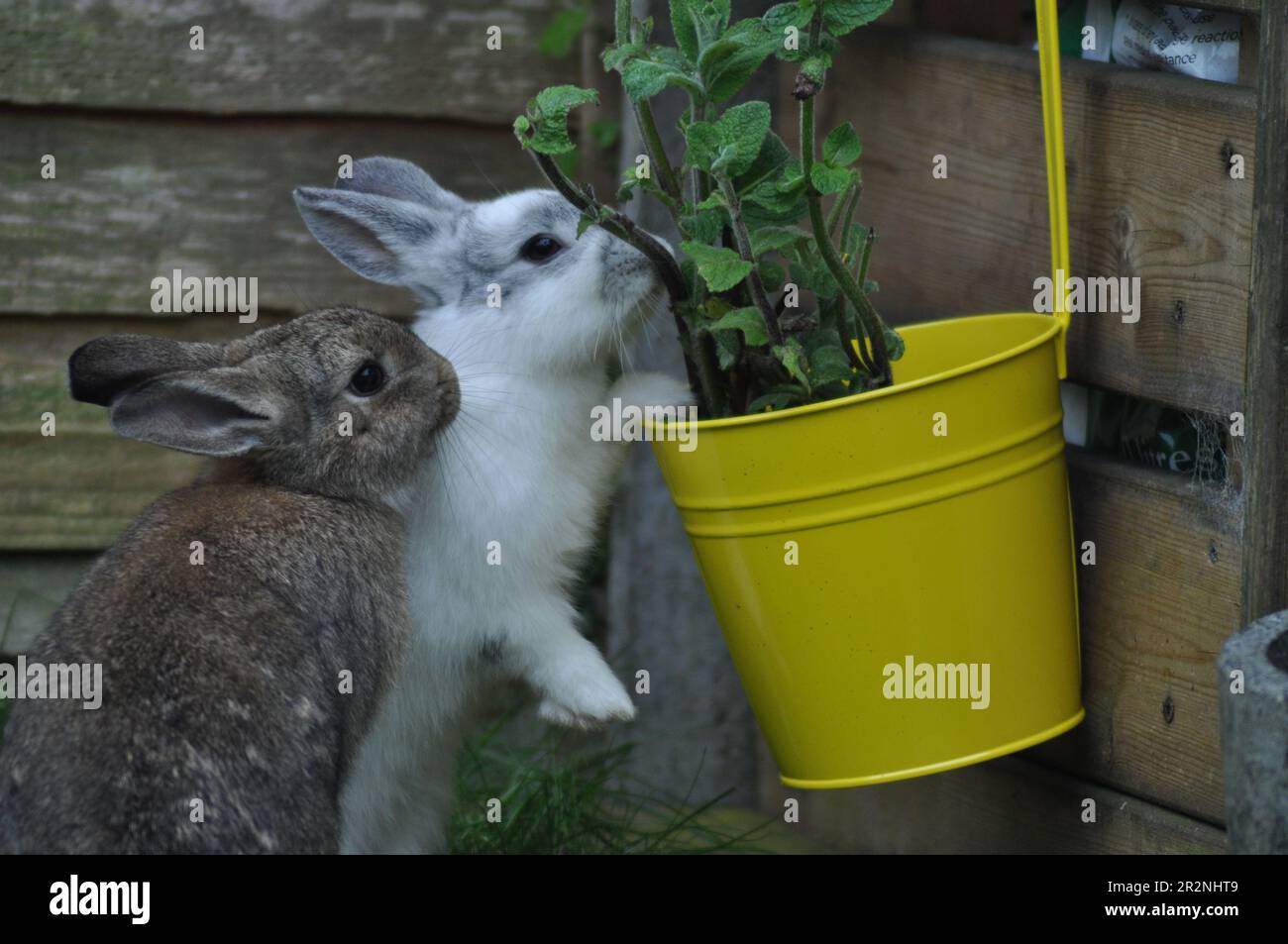 Gamma libera conigli animali che si aiutano ad erbe in un giardino di coniglio amichevole Foto Stock