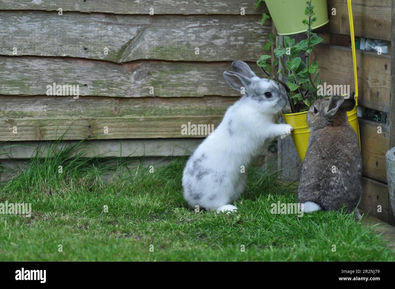 Gamma libera conigli animali che si aiutano ad erbe in un giardino di coniglio amichevole Foto Stock