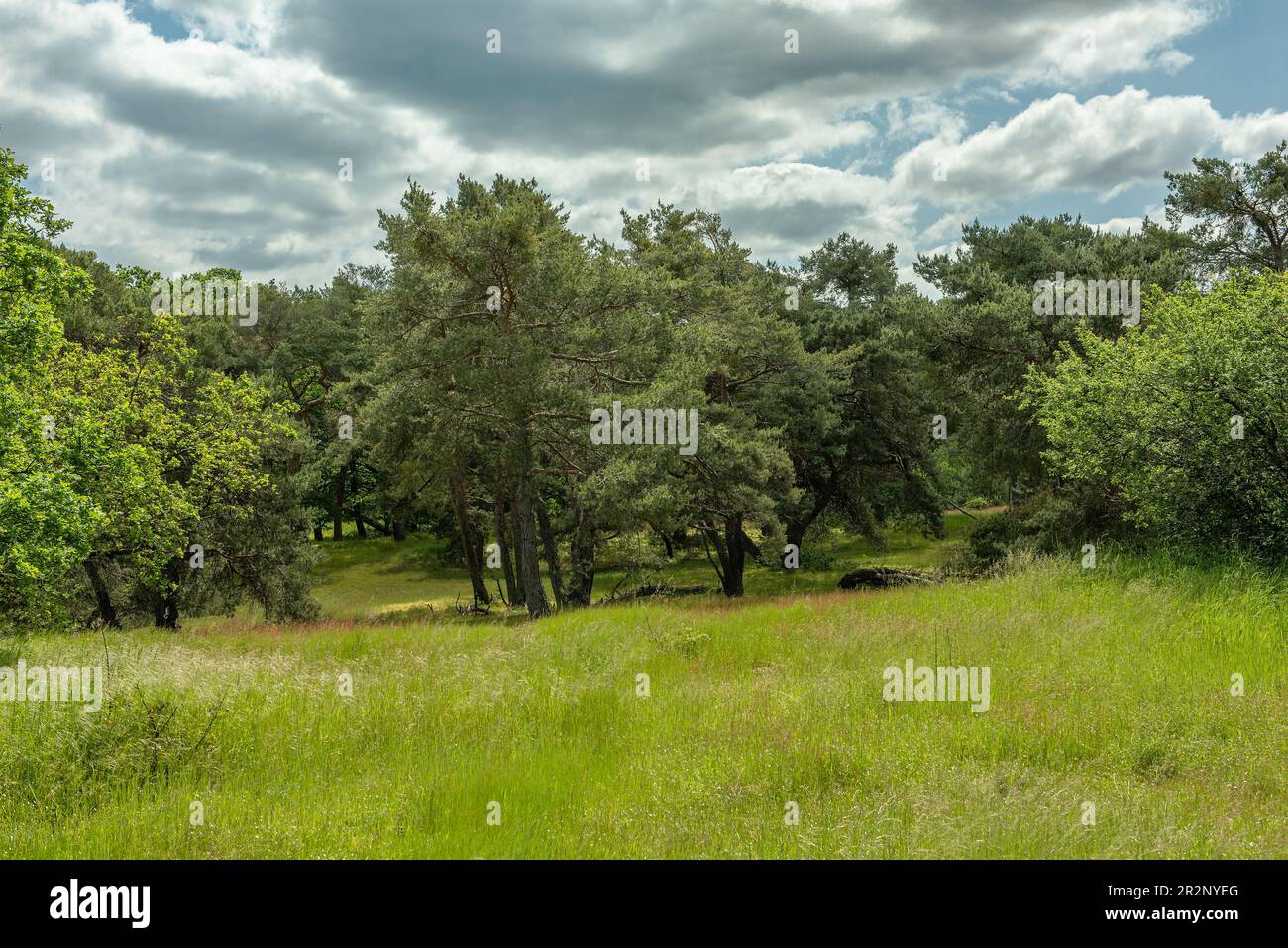 Riserva naturale delle dune di Schwanheimer a Francoforte, Assia, Germania Foto Stock