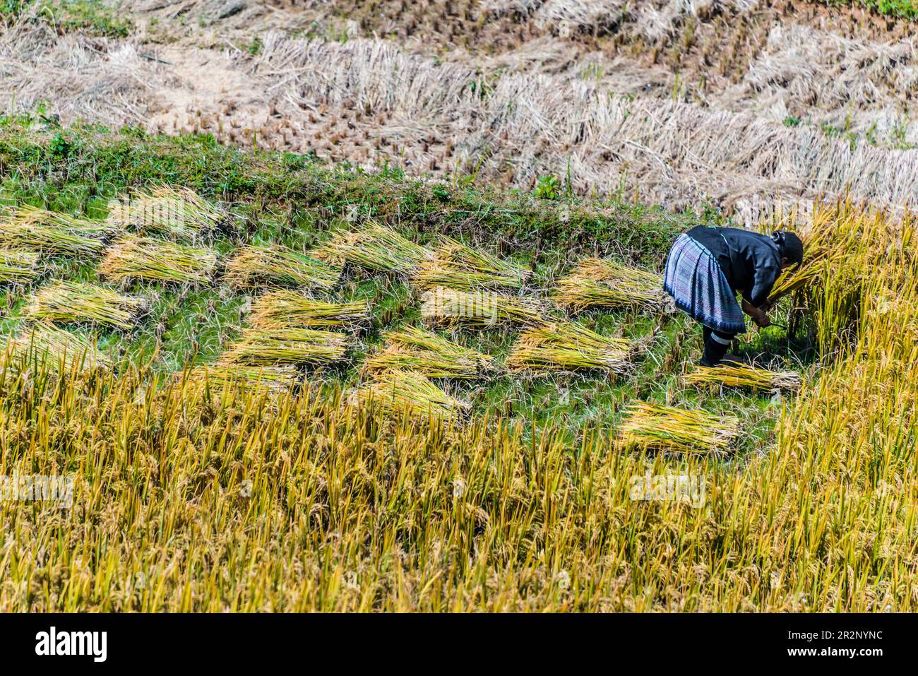 Agricoltura autosufficiente ad alta intensità di lavoro nel distretto di Mu Cang Chai, provincia di Yen Bai, Vietnam del Nord. Agricoltura sostenibile tradizionale Foto Stock