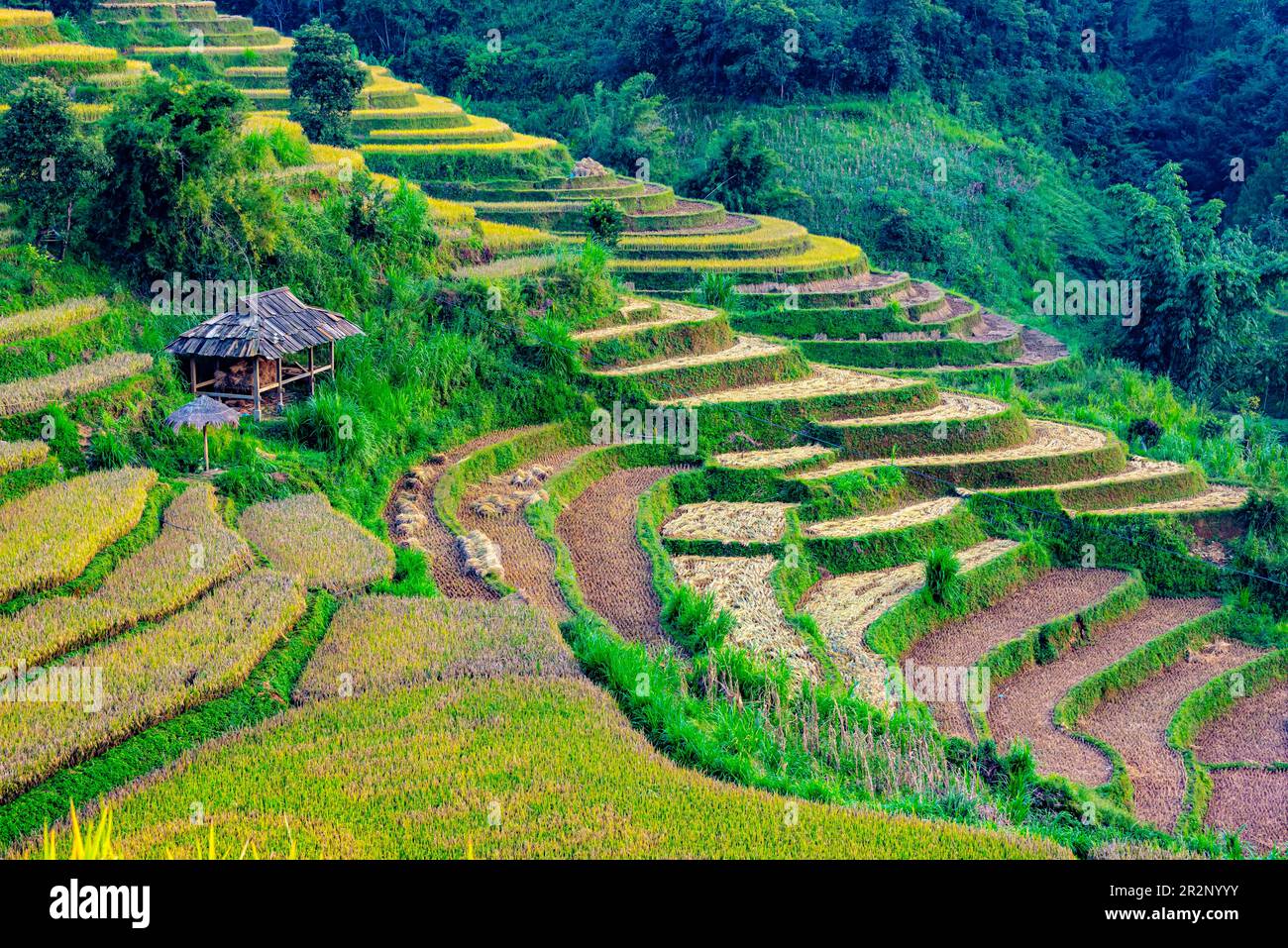 Vista panoramica dei campi di riso nel distretto di Mu Cang Chai, provincia di Yen Bai, Vietnam del Nord Foto Stock