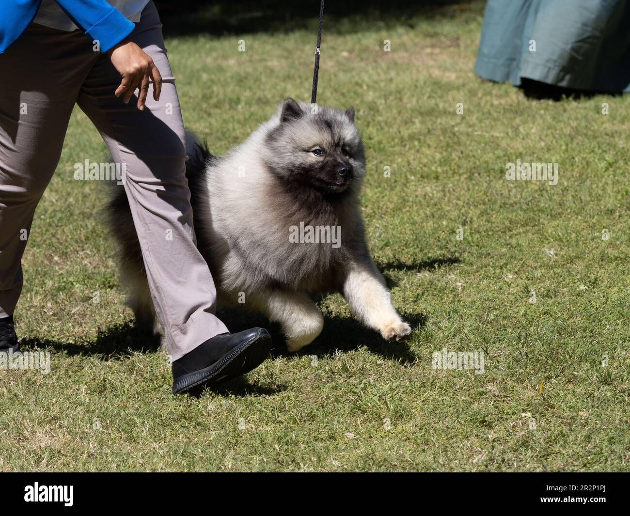 Keeshond camminando vicino al suo proprietario Foto Stock
