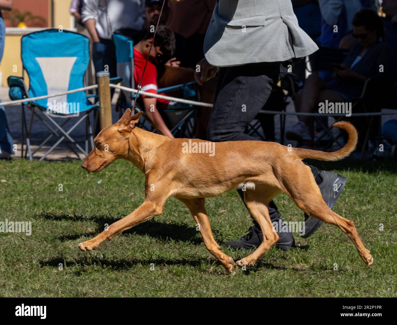 Cane andaluso di medie dimensioni che corre accanto al suo proprietario Foto Stock