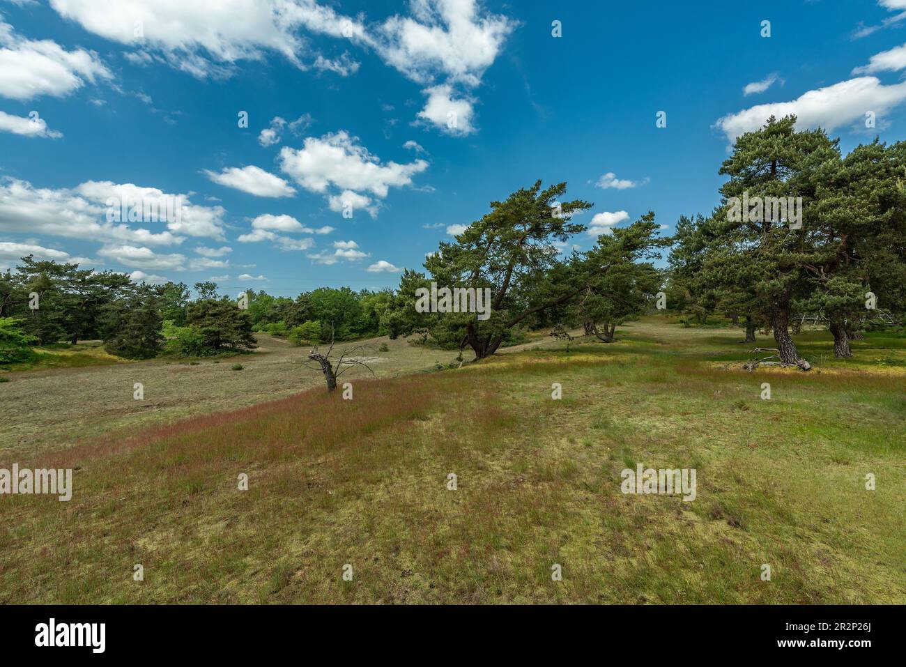 Riserva naturale delle dune di Schwanheimer a Francoforte, Assia, Germania Foto Stock