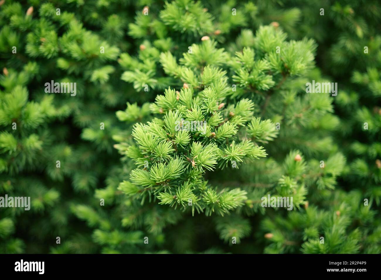 Primo piano della composizione di rami di abete-ago come una texture di fondo. Sfondo di piante naturali. Foto Stock