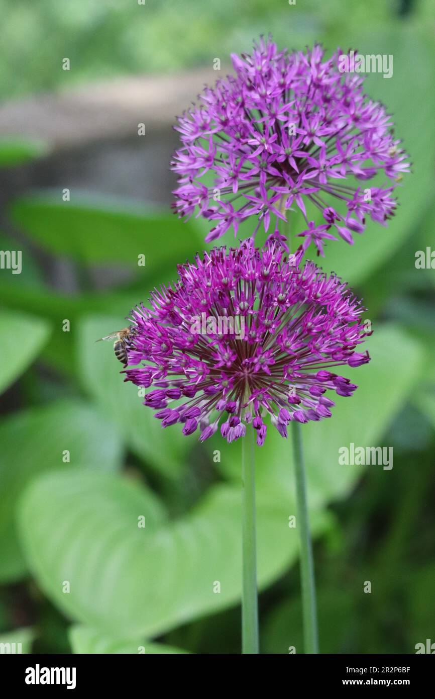 Un ape siede lateralmente sulle cipolle ornamentali viola Foto Stock