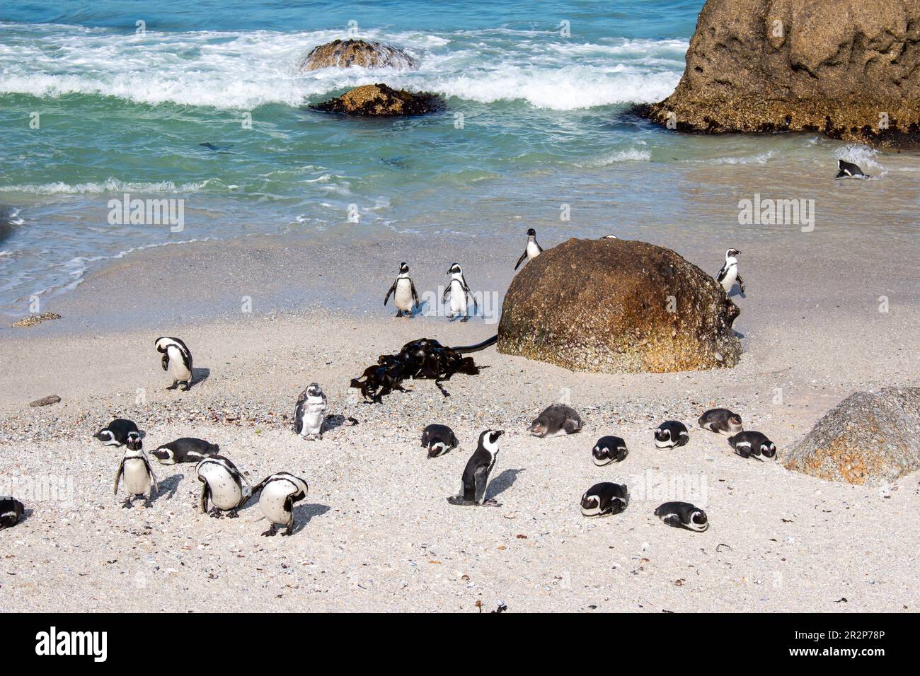 Colonia di pinguini africani sulla spiaggia di Boulders vicino a Città del Capo, Sudafrica Foto Stock