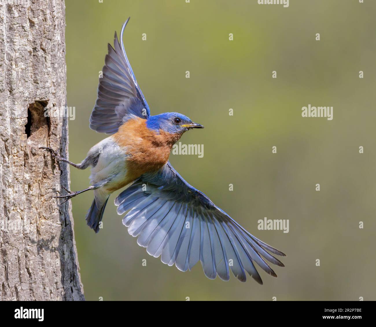 Bluebird orientale lasciando buca nido. Foto Stock