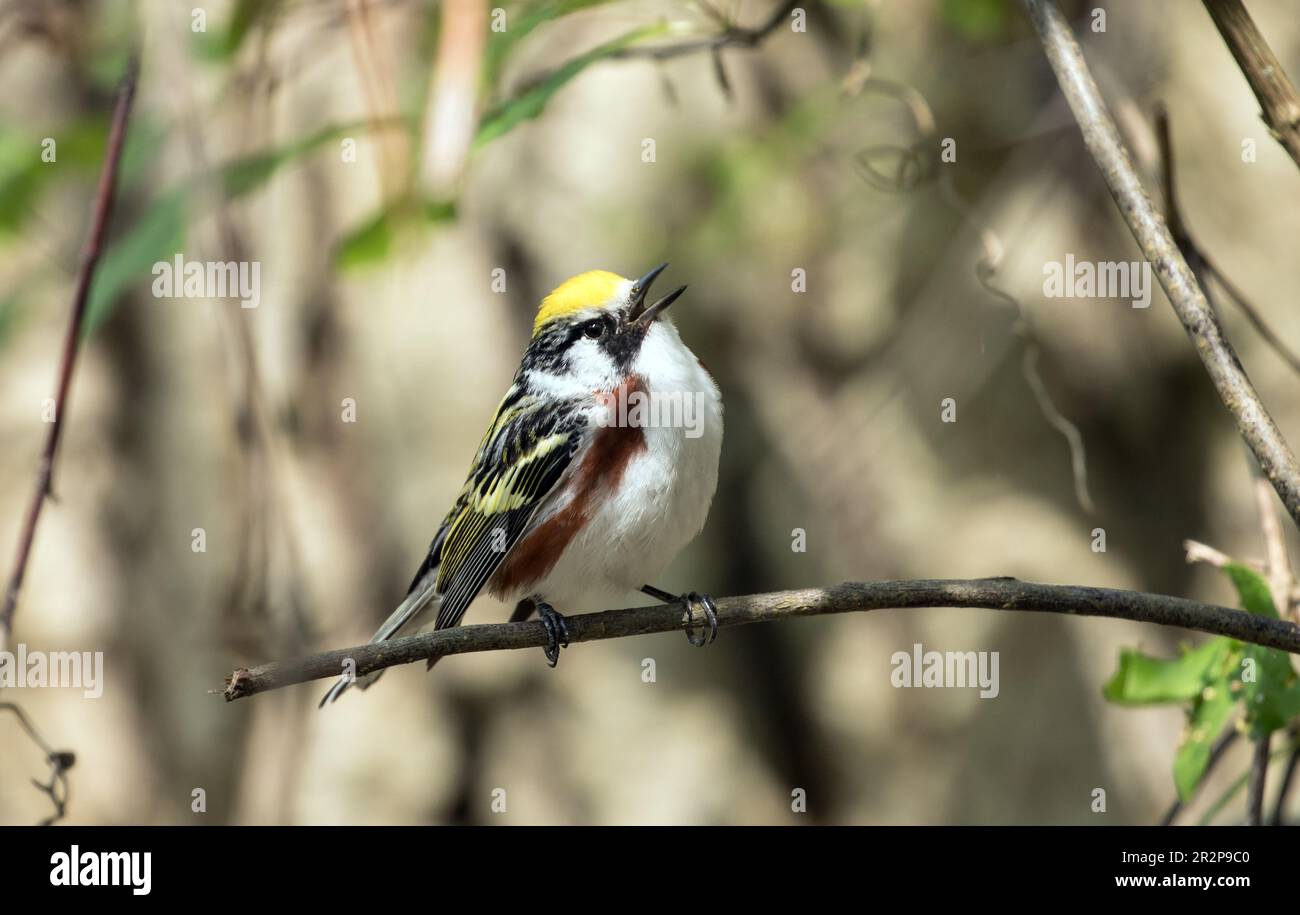 Primo piano di un maschio cantante Chestnut-sided Warbler che si aggirano su un ramo durante la migrazione di primavera, Ontario, Canada Foto Stock Primo piano di un maschio cantante Chestnut-sided Warbler che si aggirano su un ramo durante la migrazione di primavera, Ontario, Canada Foto Stock
