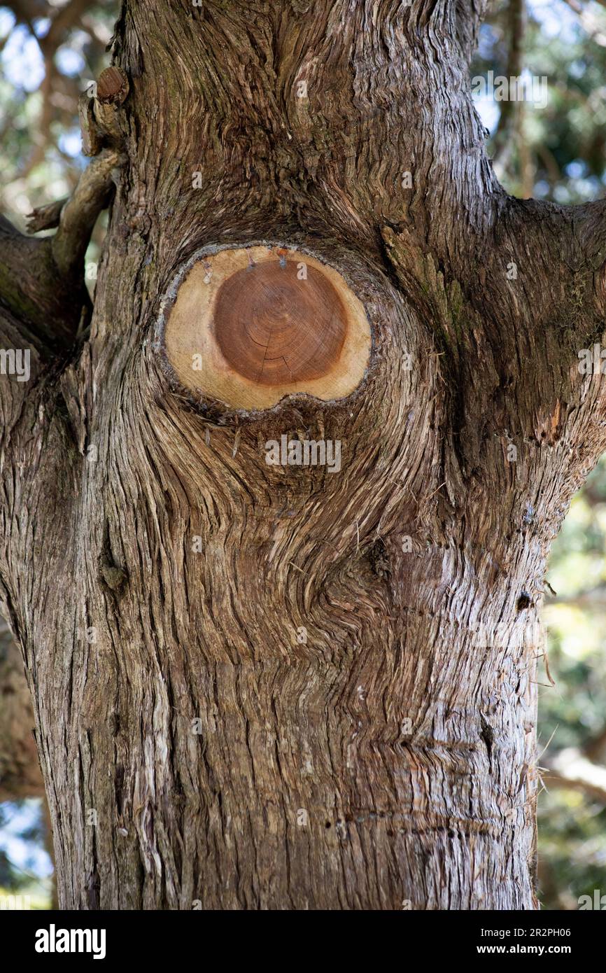 primo piano del tronco dell'albero con l'arto rimosso, albero potato, arti dell'albero tagliati Foto Stock