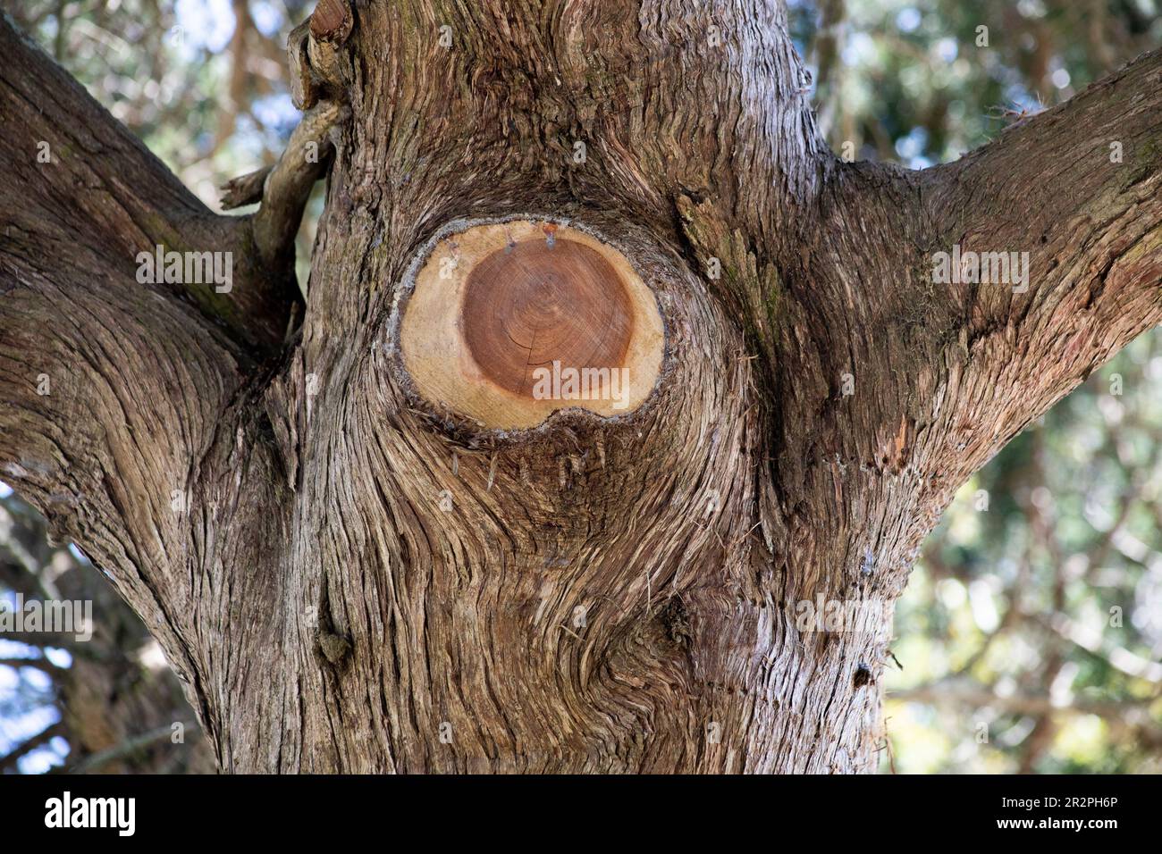 primo piano del tronco dell'albero con l'arto rimosso, albero potato, arti dell'albero tagliati Foto Stock