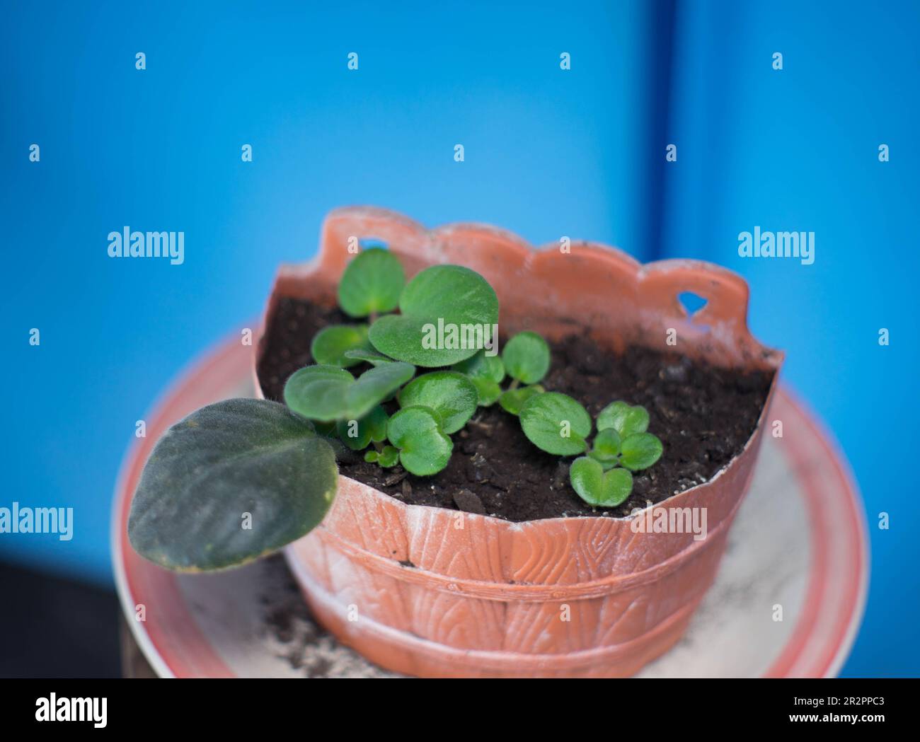 La propagazione di violette africane da un taglio di foglie produce piccole piantagioni che sono pronte per il trapianto in circa due o tre mesi. Foto Stock