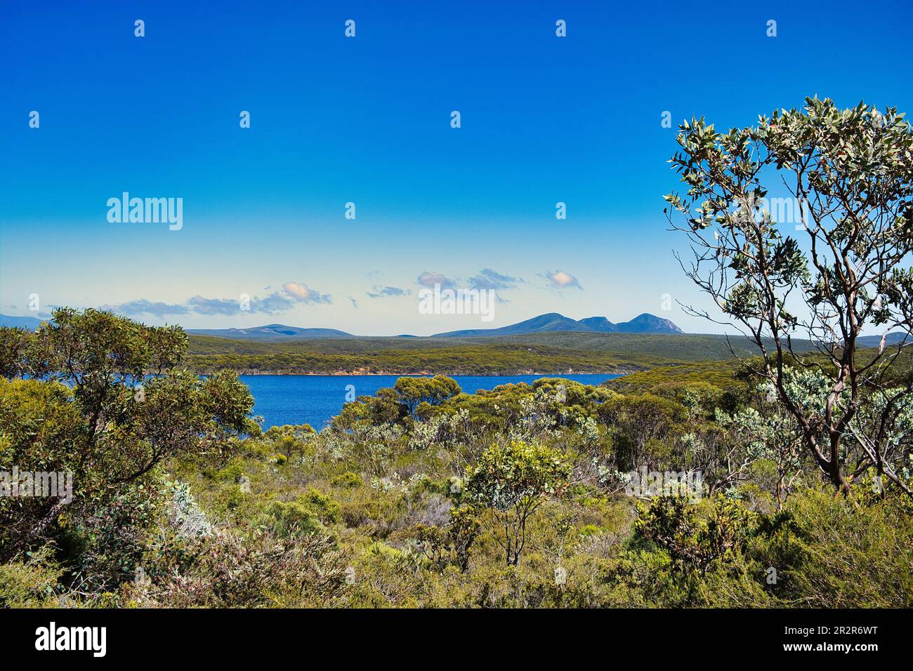 Vista di Hamersley Inlet e Wheejarup (Whoogarup Range), Fitzgerald River National Park, Australia Occidentale. Vegetazione indigena in primo piano Foto Stock