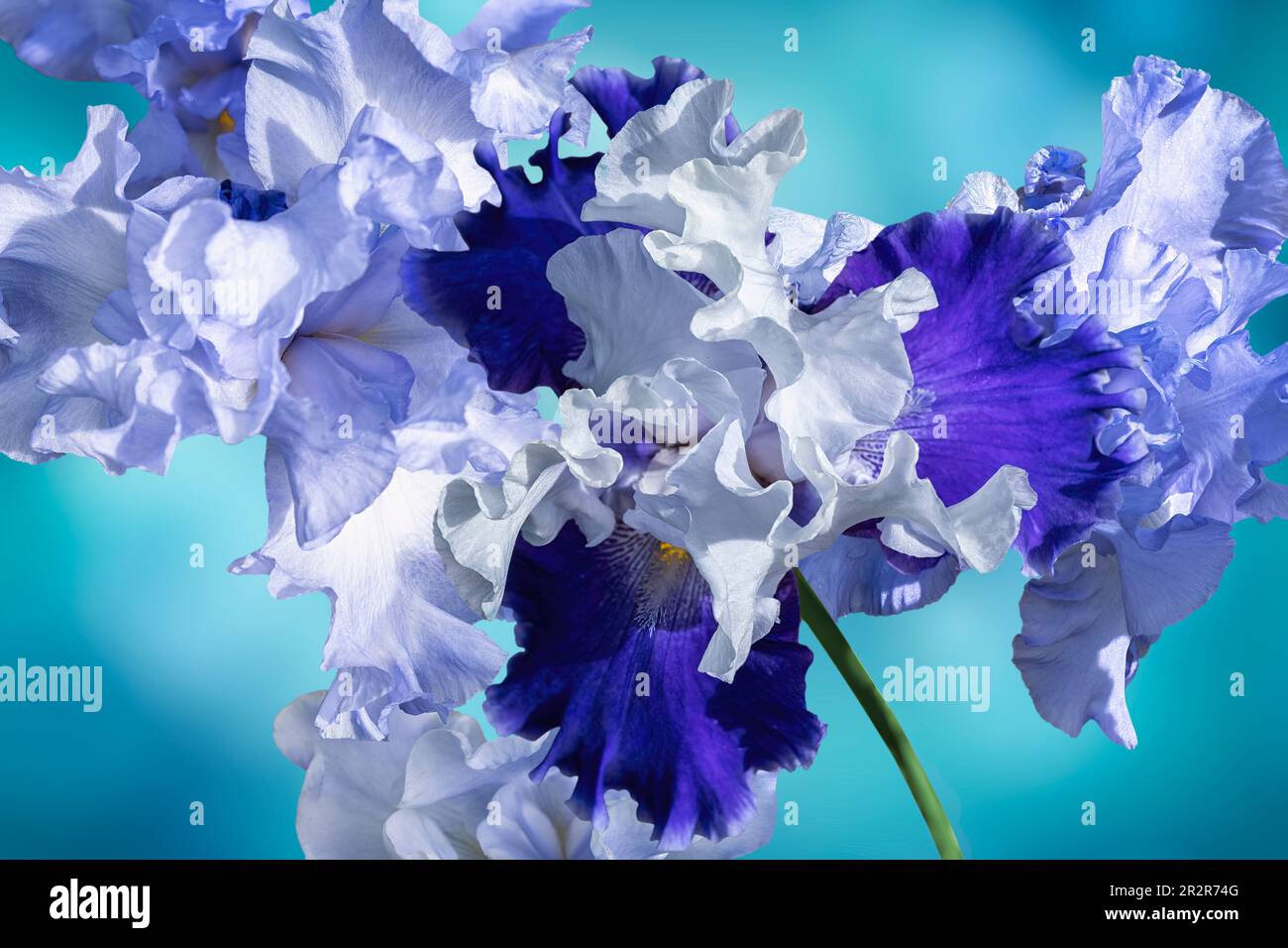 Schema di iridi fioriti. foto astratta isolata su sfondo bokeh sfocato blu acqua. Foto Stock