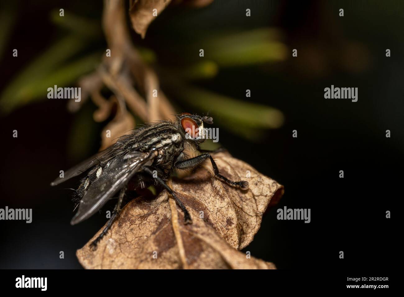 Sarcophaga carnaria, grande carne grigia volare su una foglia gialla Foto Stock