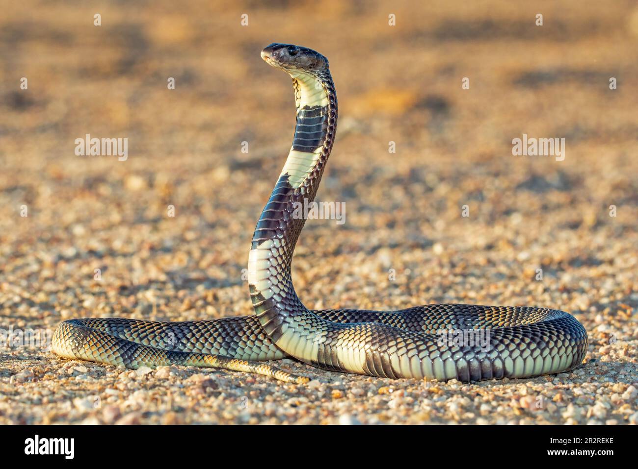 Kunene serpente di corallo in posa impressionante Foto Stock