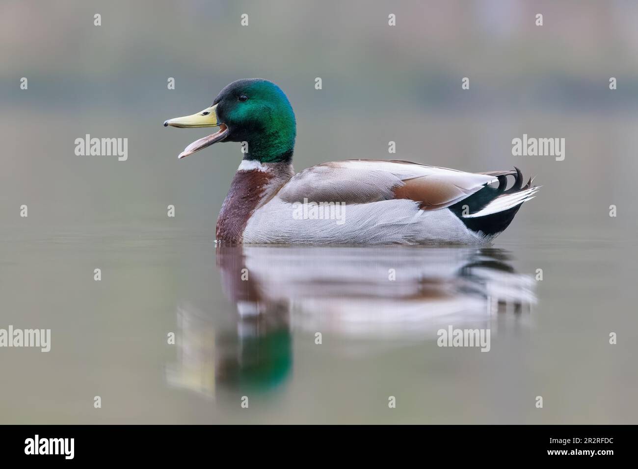 Mallard [ Anas platyrhynchos ] uccello maschio su un lago in una mattina molto nebbiosa con riflessione Foto Stock