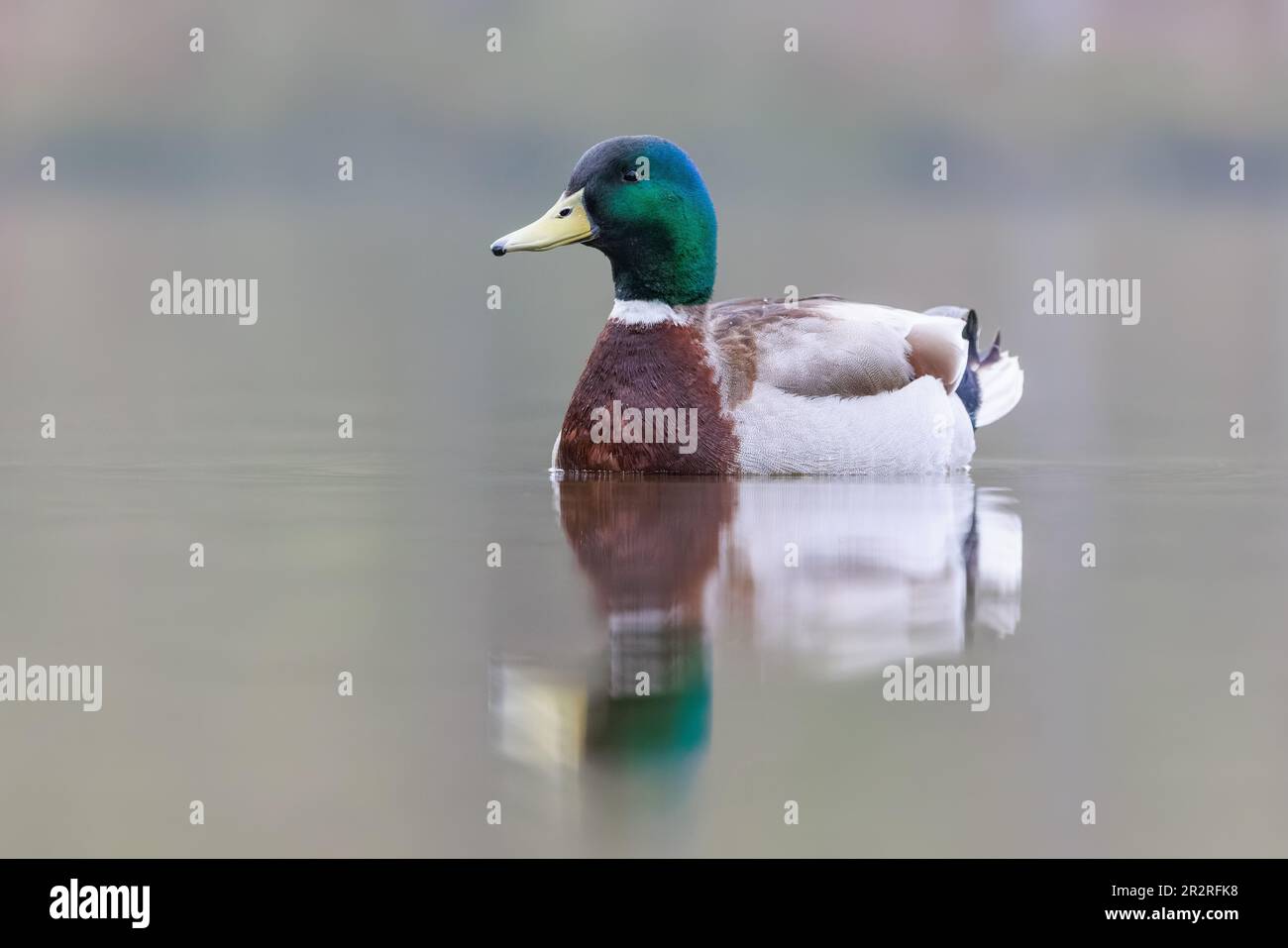 Mallard [ Anas platyrhynchos ] uccello maschio su un lago in una mattina molto nebbiosa con riflessione Foto Stock