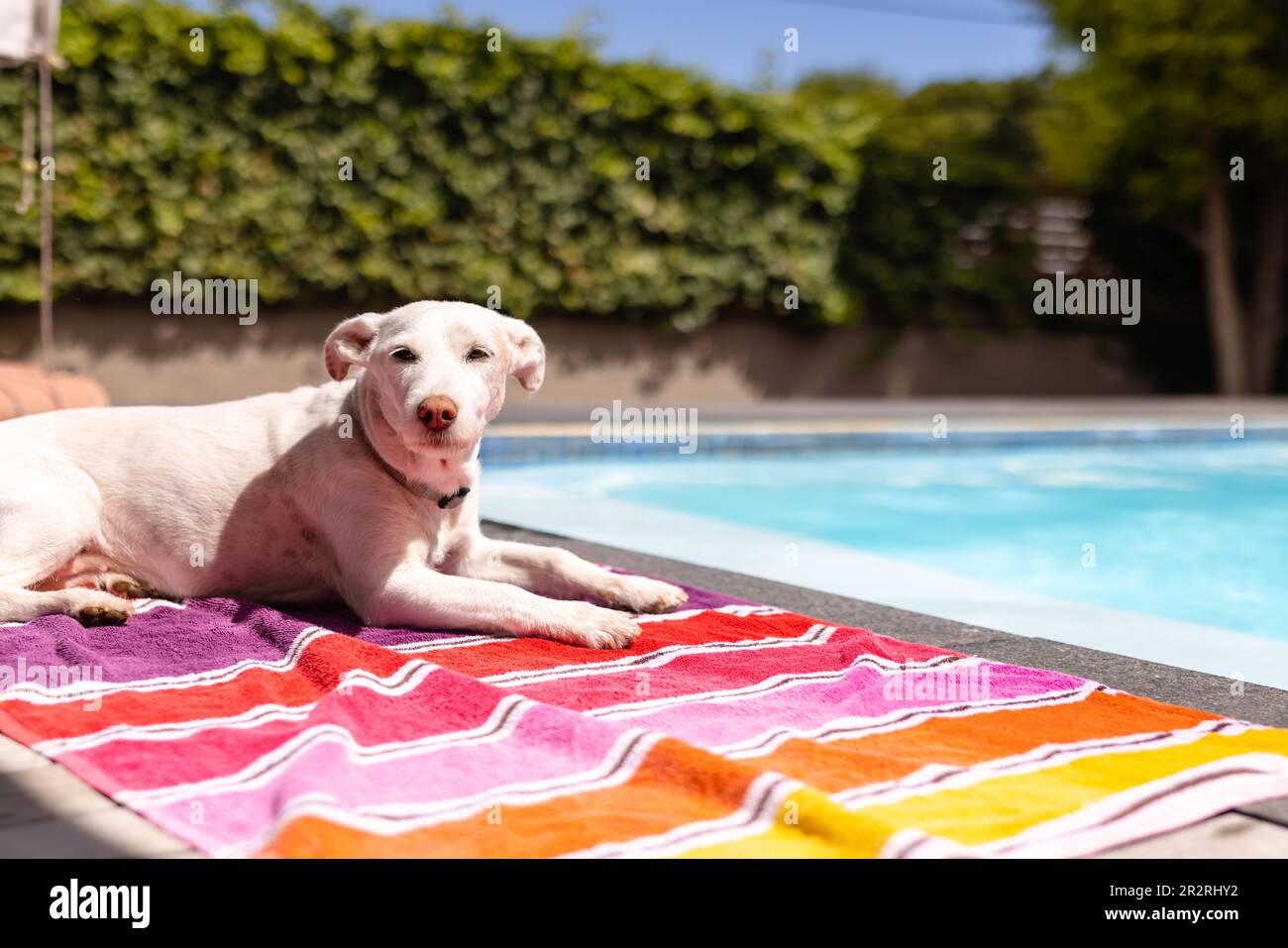 Felice cane caldo sdraiato su un asciugamano al sole accanto alla piscina, spazio fotocopie. Estate, tempo libero, relax, animali e vacanze. Foto Stock